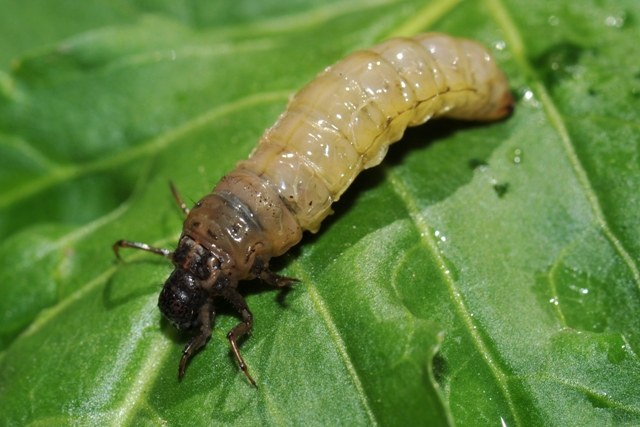 Larva di Stenophylax sp.